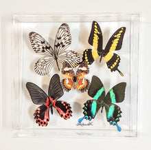 Load image into Gallery viewer, Framed butterfly preserved in acrylic display