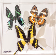 Load image into Gallery viewer, Real framed butterflies preserved in acrylic frame