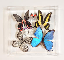 Load image into Gallery viewer, Colorful butterfly specimens showcased in acrylic frame