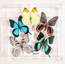 Load image into Gallery viewer, Mounted butterfly art in clear acrylic frame display