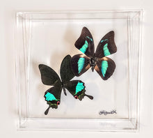 Load image into Gallery viewer, Two framed butterflies with turquoise wings on a white background