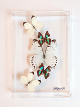 Load image into Gallery viewer, Framed Butterflies-Mounted Butterflies-Preserved Butterflies