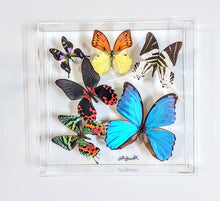 Load image into Gallery viewer, Framed butterflies preserved in acrylic display