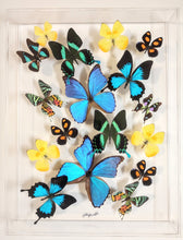 Load image into Gallery viewer, Framed Butterflies-Mounted Butterflies-Preserved Butterflies