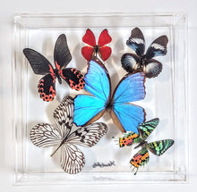 Load image into Gallery viewer, Framed butterfly preserved in acrylic display