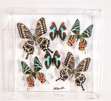Load image into Gallery viewer, Mounted butterfly art in clear acrylic frame display