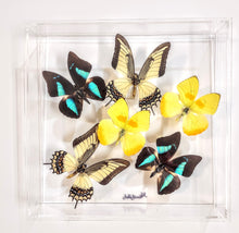 Load image into Gallery viewer, Mounted butterfly art in clear acrylic frame display