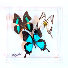 Load image into Gallery viewer, Framed Butterflies-Mounted Butterflies-Preserved Butterflies