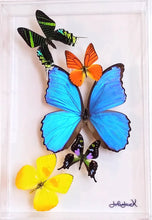 Load image into Gallery viewer, Framed Butterflies-Mounted Butterflies-Preserved Butterflies