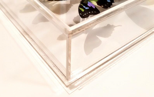 8"x8"x2" Butterfly Display - Ships within 3 business days