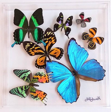 Load image into Gallery viewer, Framed Butterflies-Mounted Butterflies-Preserved Butterflies