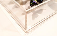 Load image into Gallery viewer, 10&quot;x30&quot;x2.5 Butterfly Display

