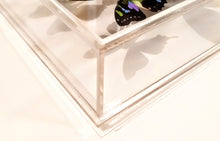 Load image into Gallery viewer, Framed Butterflies-Mounted Butterflies-Preserved Butterflies