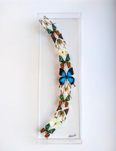 Load image into Gallery viewer, Real framed butterflies preserved in acrylic frame