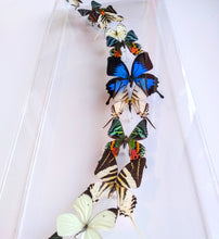 Load image into Gallery viewer, Framed Butterflies-Mounted Butterflies- Preserved Butterflies 10x30