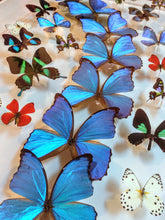 Load image into Gallery viewer, Butterfly Display 20x36
