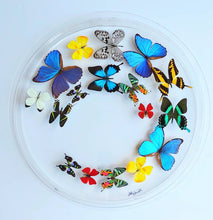 Load image into Gallery viewer, Colorful butterfly specimens preserved in round acrylic frame