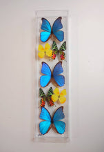 Load image into Gallery viewer, Mounted butterfly art in clear 6x24 inch acrylic frame display