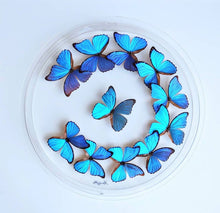 Load image into Gallery viewer, Mounted butterfly art with blue butterflies in clear acrylic frame