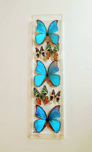 Load image into Gallery viewer, Mounted butterfly art in clear acrylic frame display