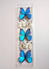 Load image into Gallery viewer, Real framed blue and white butterflies preserved in acrylic frame