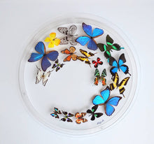 Load image into Gallery viewer, A circular acrylic display case containing real mounted butterflies in different colors.