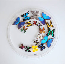 Load image into Gallery viewer, Mounted real butterfly art in clear acrylic frame display