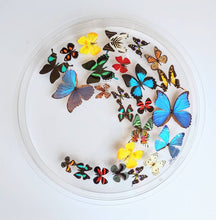 Load image into Gallery viewer, Mounted butterfly art in round clear acrylic frame