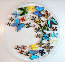 Load image into Gallery viewer, 30&quot; x 2.5&quot; Circular Butterfly Display
