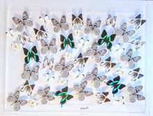 Load image into Gallery viewer, 26x36 butterfly display
