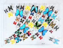 Load image into Gallery viewer, A framed acrylic display case showcasing a variety of mounted butterflies in different colors.