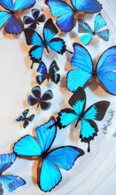 Load image into Gallery viewer, ALL BLUE THEME 30&quot; x 2.5&quot; Circular Butterfly Display
