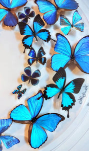 ALL BLUE THEME 30" x 2.5" Circular Butterfly Display