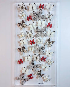 16x34x2.5" butterfly display, framed butterflies, mounted butterflies, butterfly art, preserved butterflies, butterfly taxidermy, butterfly collection