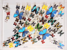 Load image into Gallery viewer, Framed Butterflies-Mounted Butterflies-Preserved Butterflies