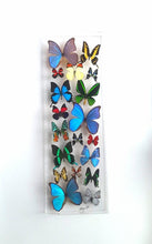Load image into Gallery viewer, Framed Butterflies-Mounted Butterflies- Preserved Butterflies 10x30
