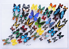 Load image into Gallery viewer, 20x30x2.5&quot; butterflies, butterfly taxidermy, butterfly collection butterfly displays, framed butterfly, butterfly art
