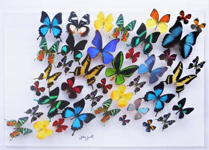 20x30x2.5" butterflies, butterfly taxidermy, butterfly collection butterfly displays, framed butterfly, butterfly art