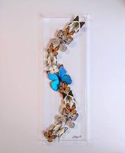 Load image into Gallery viewer, Framed Butterflies-Mounted Butterflies- Preserved Butterflies 10x30