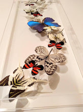 Load image into Gallery viewer, Framed Butterflies-Mounted Butterflies- Preserved Butterflies 10x30