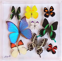 Load image into Gallery viewer, Real framed butterfly specimen in a glass display shadow box.
