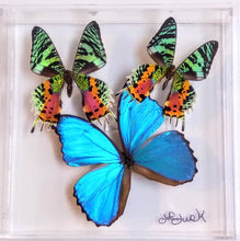 Load image into Gallery viewer, Framed Butterflies-Mounted Butterflies-Preserved Butterflies