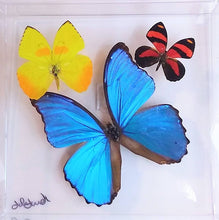 Load image into Gallery viewer, Colorful butterfly specimens showcased in acrylic frame