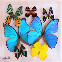 Load image into Gallery viewer, real framed butterflies