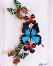 Load image into Gallery viewer, Colorful butterfly specimens showcased in acrylic frame