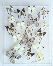 Load image into Gallery viewer, Colorful white butterfly specimens showcased in 15x20 inch acrylic frame