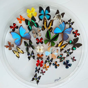 24" x 2" Butterfly Display
