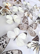 Load image into Gallery viewer, Framed Butterflies-Mounted Butterflies-Preserved Butterflies