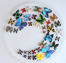 Load image into Gallery viewer, Colorful butterfly specimens showcased in acrylic frame