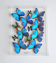 Load image into Gallery viewer, Real framed blue butterflies preserved in acrylic frame